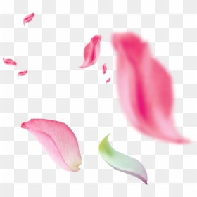 Petalos Rosa Png , Png Download - Portable Network Graphics, Transparent Png - petalos de rosa png