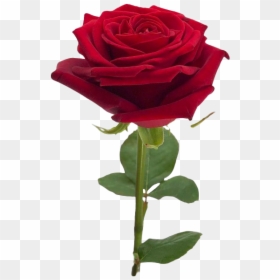 Roses, HD Png Download - rose background png