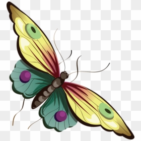 Butterfly Clipart Cartoon Transparent Cartoon Butterfly - Transparent Background Butterfly Cartoons, HD Png Download - orange butterfly png