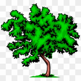 Vector Illustration Of Bushy Deciduous Tree - Things Related To Environment, HD Png Download - deciduous trees png