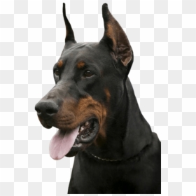 Dobermann, HD Png Download - asterix png