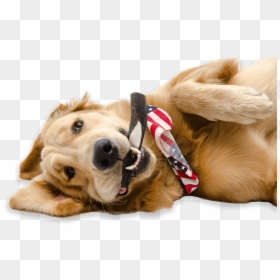A Happy Golden Retriever With An American Flag Hankerchief - Happy Golden Retriever Png, Transparent Png - american flag png image