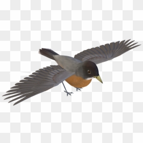 Birds Png Images - European Swallow, Transparent Png - free bird png