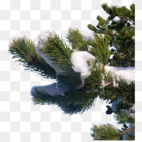 Shortleaf Black Spruce, HD Png Download - tree pngs