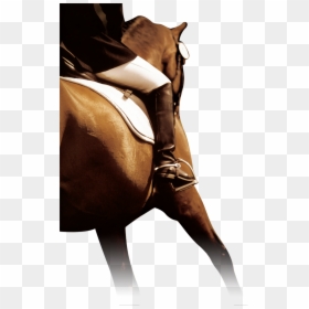 Horse, HD Png Download - horse .png