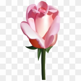 Free Png Pink Rose Png Images Transparent - Vector Roses, Png Download - transparent rose png