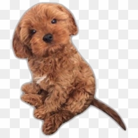 #dog #puppy #cute #png #pngs #aesthetic #niche - Companion Dog, Transparent Png - cute puppies png
