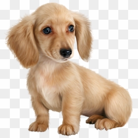 Png Hd Cute Puppy, Transparent Png - cute puppies png