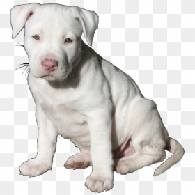 Pit Bull Pup Trans - Pit Bull Puppy, HD Png Download - cute puppies png