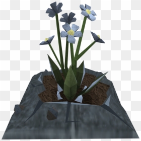 Iris, HD Png Download - plants .png
