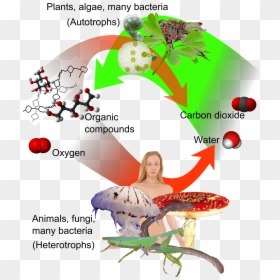 Auto-and Heterotrophs - Plant And Animal Immune System, HD Png Download - plants .png