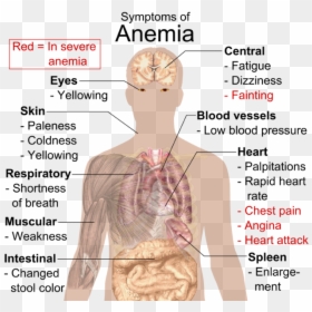 Symptoms Of Anemia, HD Png Download - red blood cell png