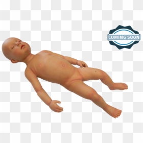 Infant Manikin For Medical Training - Transparent Anatomical Manikin, HD Png Download - manikin png