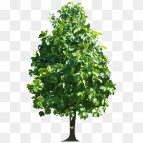 Walnut Tree Png, Transparent Png - bamboo tree png