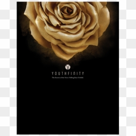 Mary Kay Youthfinity, HD Png Download - falling roses png