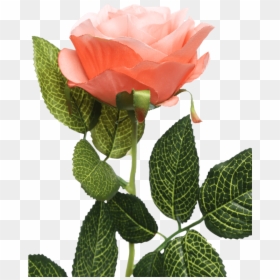 Single Rose Stem Orange - Garden Roses, HD Png Download - falling roses png