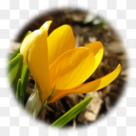 Spring Crocus, HD Png Download - crocus png