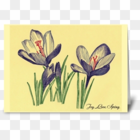 Spring Flowers Crocuses Drawing Greeting Card - Snow Crocus, HD Png Download - crocus png