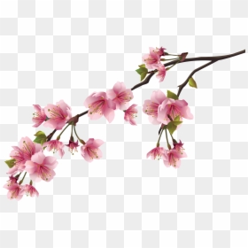 Cherry Blossom Png, Transparent Png - cherry blossom petals falling png