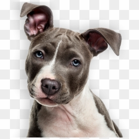 Transparent Papillon Dog Clipart - Am Staff White Background, HD Png Download - pitbull clipart png