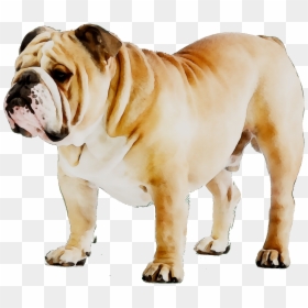French Bulldog Puppy Dog Breed American Bulldog - Transparent Background Bulldog Png, Png Download - bull dog png