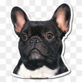 Bulldog Transparent Images - Png Bulldog, Png Download - bull dog png