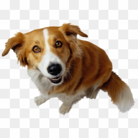 Dog Png - Research Topics Idea About Animal, Transparent Png - bull dog png