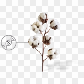 Cotton Png Image With Transparent Background - Transparent Background Cotton Plant Png, Png Download - snow transparent background png