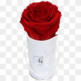 Classic Infinity Rosebox - Emmie Gray Rose, HD Png Download - infinity love png