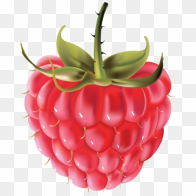 Raspberry Vector Free, HD Png Download - fruit and vegetable png