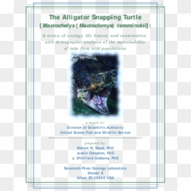 Sea Turtle, HD Png Download - snapping turtle png