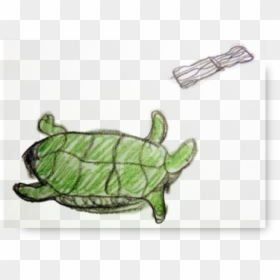 Green Sea Turtle, HD Png Download - snapping turtle png