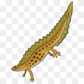 Greater Short-horned Lizard, HD Png Download - newt png