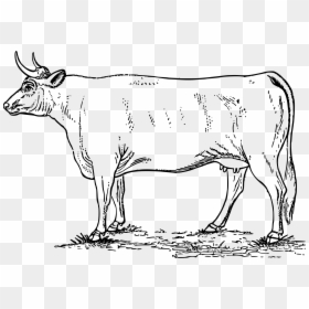 Cow Clipart Pdf - Cow In Field Line Art, HD Png Download - cow png clipart