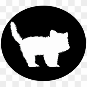 Kitten , Png Download - Cat, Transparent Png - kitten.png