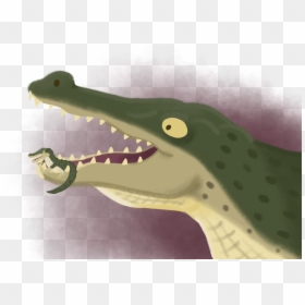 Crocodile - American Crocodile, HD Png Download - alligator.png