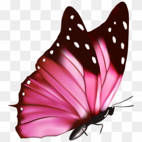 Borboleta Png, Transparent Png - flying butterflies png