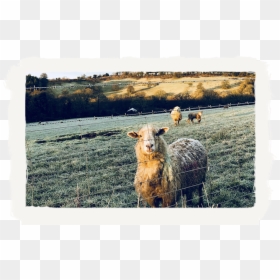 Sheep, HD Png Download - sky crackers png