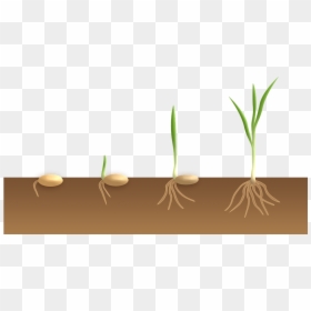 Germination Monocotylédone, HD Png Download - sprout png