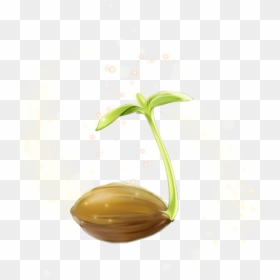 Sprout Transparent, HD Png Download - sprout png