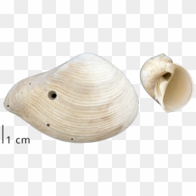 Baltic Clam, HD Png Download - clam png
