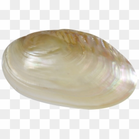 Baltic Clam, HD Png Download - clam png