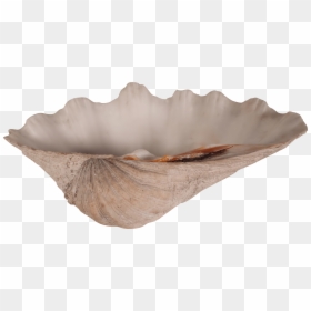 Driftwood, HD Png Download - clam png