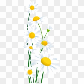 Daisies White Flowers Background, HD Png Download - png flowers background images