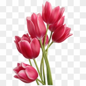 Tulip Png, Transparent Png - png flowers background images