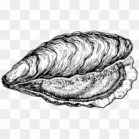 Oyster Clip Art Black And White, HD Png Download - clam png