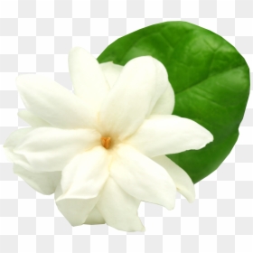Jasmine Flower Background Png, Transparent Png - png flowers background images