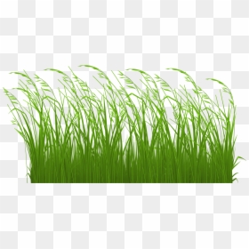 Long Grass Clip Art, HD Png Download - grass png