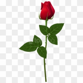 Rose Png For Picsart, Transparent Png - rose png
