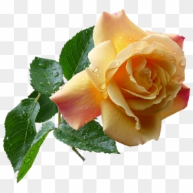 Rose, HD Png Download - rose png